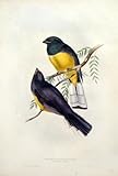 Trogon Citreolus (Lemon Breasted Trogon)