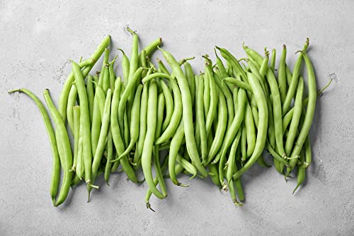 "Kentucky Blue" Pole Bean Seeds For Planting, 30+ Heirloom Seeds Per Packet, Non Gmo Seeds, (Isla's Garden Seeds), Botanical Name: Phaseolus Vulgaris, Great Home Garden Gift #TOP7