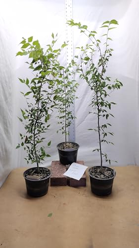 Zelkova serrata Tree in Nursery Pot. Japanese Zelkova. Keaki. Elm. Great for Bonsai, Landscaping and Yards. Live Seedling Sapling.