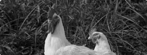 Poulet-d'Or Y 挧Y { Rǂ  1kg ①i Ɩp