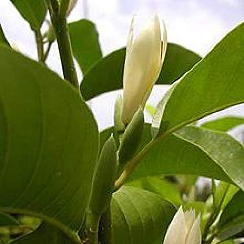 Mphmi Seedless Plant Flower Plants Son Champa, Son Chafa, Michelia champaca (white) Plant (B0CVVPTM8K) Amazon Price History, Amazon Price Tracker