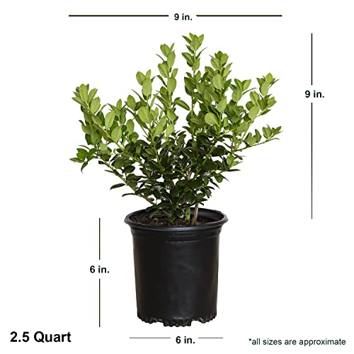 Dwarf Burford Holly (2.5 Quart) Compact Evergreen Shrub With Glossy Green Foliage - Full Sun Live Outdoor Plant… #TOP2