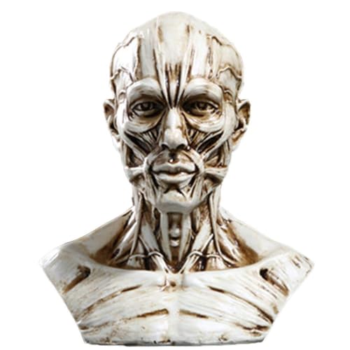 VOANZO Medizinisches Modell aus Kunstharz, Anatomie, Schädel, Kopf, Muskelknochen, Mini-Größe, Weiß