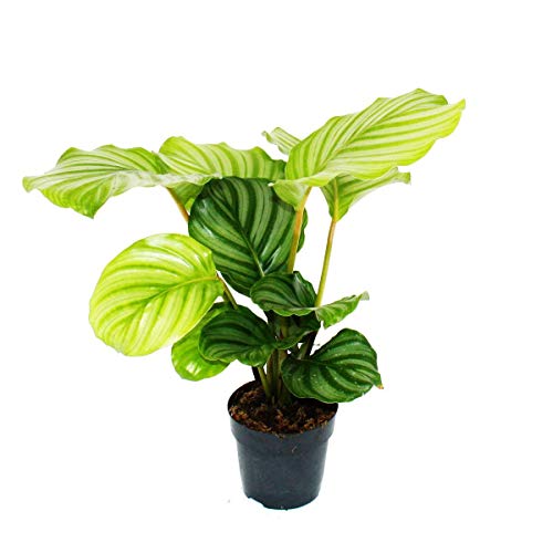 Exotenherz - Planta sombra en aspecto de cebra - Calathea orbifolia - Maceta de 12 cm - aprox. 40 cm de alto