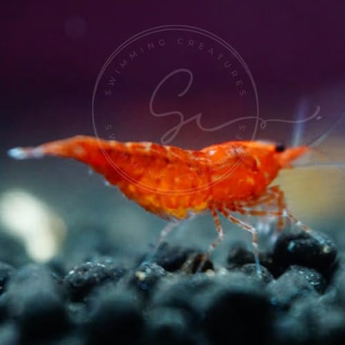 Image of Swimming Creatures Freshwater Aquarium Shrimp - A Perfect Combo to Brighten Your Aquarium! (20 RED Cherry + 1 Mystery Snail)