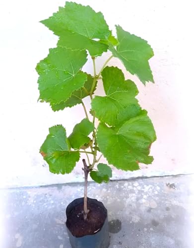 Image of Live Grapes Plant Combo Pack of 3 | Black, Red & Green Fruit-Bearing Grafted Vines | Healthy Saplings for Home Garden, Terrace, Balcony | Organic Grape Plants