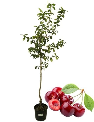 P. Piantine da Orto | Ciliegio Durone, Pianta in Vaso Diametro 22 cm, Pianta da Frutto, Pianta Vera da Esterno, Giardino o Vaso in Terrazza, Vivaio Italiano,altezza pianta 150 cm.