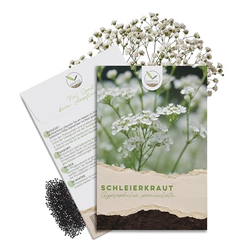 Schleierkraut Samen mehrjährig & winterhart (Gypsophilia paniculata) - Herrlich duftendes Blütenmeer & perfekt in Kombination mit Blumensträußen