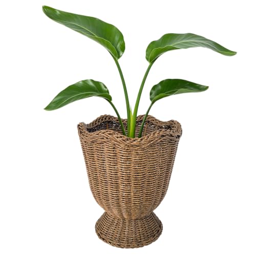 Quincry Rattan Planter, Woven Planter Basket for Plants Indoor Outdoor, Rattan Flower Pot, Decorative Plant Holder Basket for Garden Patio Boho Home Decor(Brown&Scalloped-Small:11.81" H x 9.84" W)