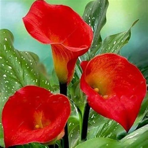 Calla Lily Bulbs,Garden Flowers,Calla Lily Bulbs for Planting Now UK,Plant Bulbs,Hardy Perennial,Wedding Flowers,Cut Flowers,Strong Plants That Grow Well-6bulbs-D