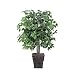 Vickerman 4' Artificial Ficus in Square Willow Container