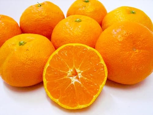 ݂ Smile Orange QY 󂠂芮nv`݂ ƒp ݂ Q݂ ݂ ʕ Y k k t[c v`  S 2S 󂠂 킯c (10kg N[)