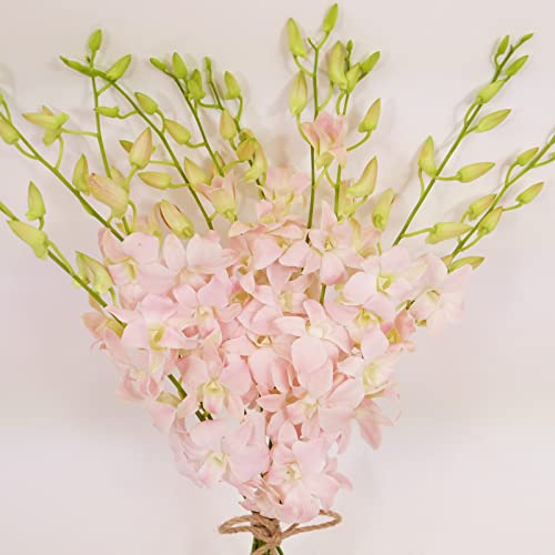 Athena'S Garden FRESH CUT Pink Orchids 10 Stems Peachy Dendrobium Orchid Flowers thumb #1