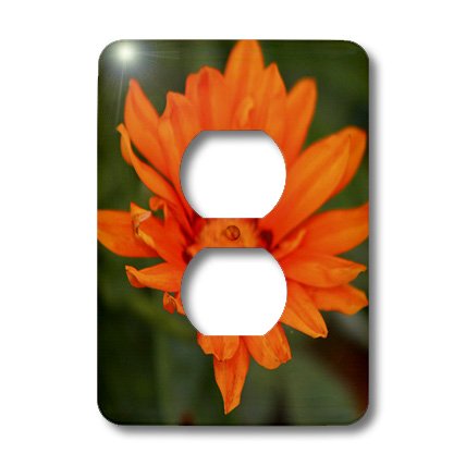 Cache-pot fleur orange pour égayer un bureau sombre sans couleur