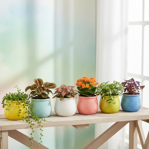 Image of Xtore 6Pc Vibrant Honeycomb Textured Ceramic Planter for Indoor Plants & Succulents | Colorful Decorative Flower Pots for Home, Office Desk, Windowsill & Shelf Styling (Multicolor - Planters only)