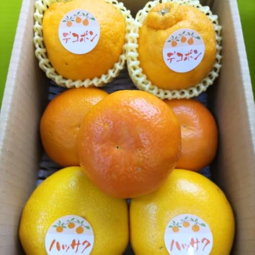 [定期便][定期便全3回]冬のおいしい果物