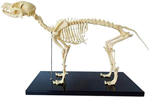 How to treat an acl tear in a dog