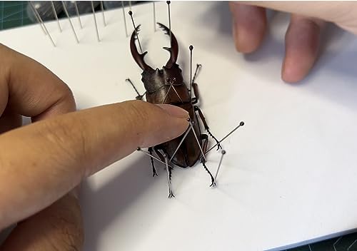 Image of EVA Foam Insect Pinning Board - Pose Insects Specimen Mounting Board for School Lab Science Entomology Education Project /Bugs Collection (L Size, 1PACK)