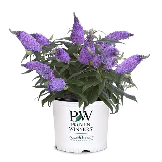 2 Gal. Pugster Ameythst Buddleia Shrub