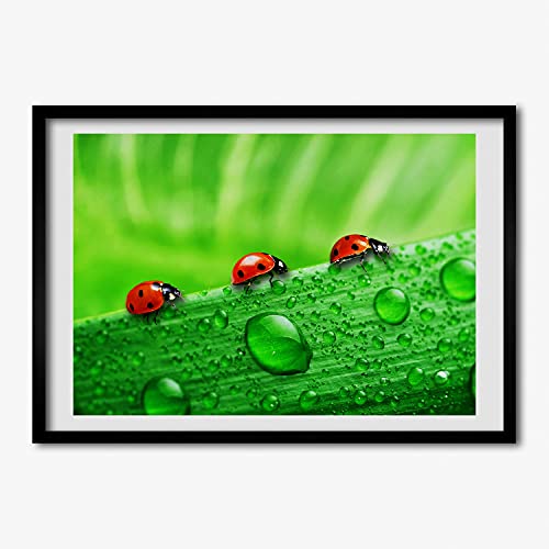 Cadre MDF 70x50 cm Tulup avec photo de coccinelles sur l'herbe pour décoration murale