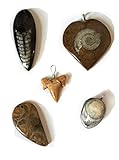 Set: 5 echte Versteinerungen als Anhänger / Fossilienanhänger mit oder ohne Band (Band = ca.40 cm)