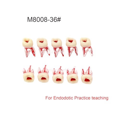 Ningfan M8008-36# Dental Endodontic Root Canal Teeth Modle thumb #1
