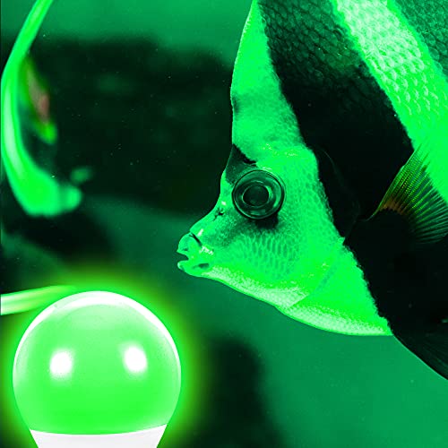 Ameriluck 4-Pack Green Light Colored A19 Led Bulb For Bedroom And Porch, 7W (60W Equivalent), E26 Medium Scew Base, Waterproof For Outdoor Use #TOP7