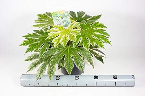 Fatsia Japonica Spiderweb 40 cm - Zimmeraralie Zimmerpflanze – Grüne Dekopflanze für Innenräume, Pflegeleicht, Schattentolerant & Luftreinigend'