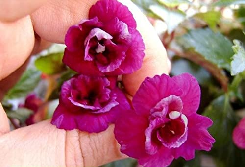 Imported Excellent Quality Flower Bulbs Achimenes summer flower bulb for Home Outdoor, indoor Gardening Plants Flowering Bulbs Pack of 5-image-32