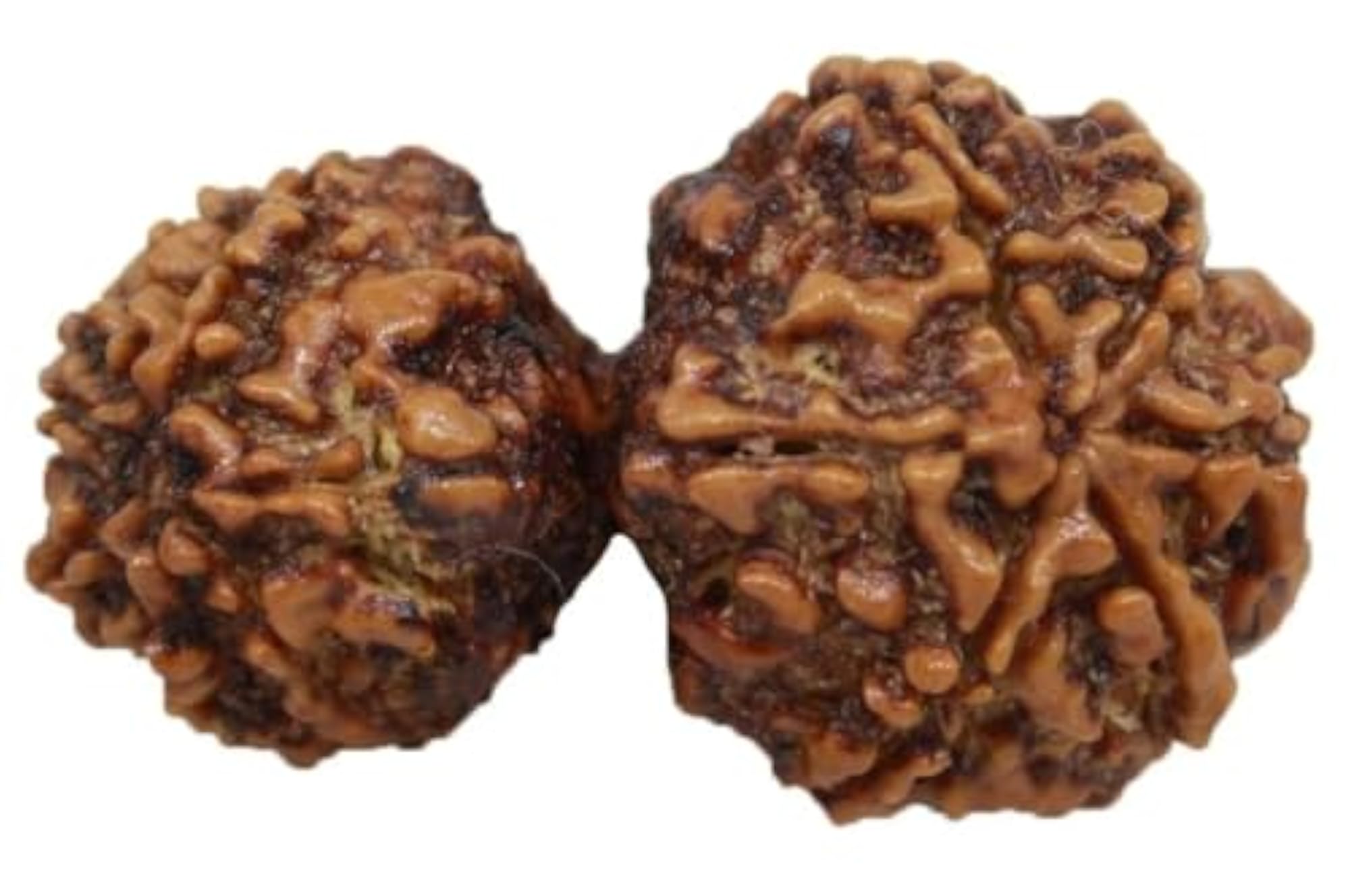 Gauri Shankar Rudraksha 13 Mukhi Certified Pendant, Shiv Parvati Blessing