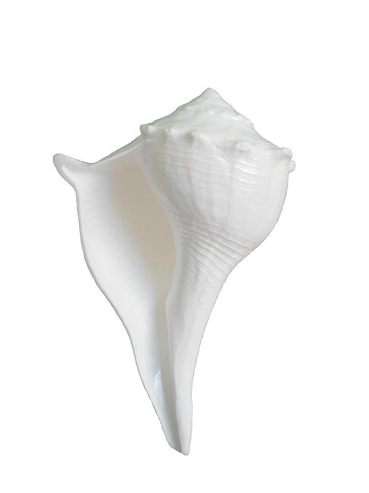 Dakshinavarti Narayan Shank Natural Valampuri Sangu 2 inch-image-45