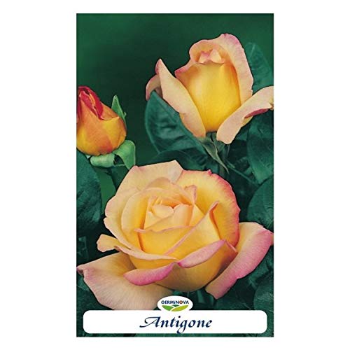 Rosal grandiflora color amarillo anaranjado- Antigone en bolsa (en cepellón)