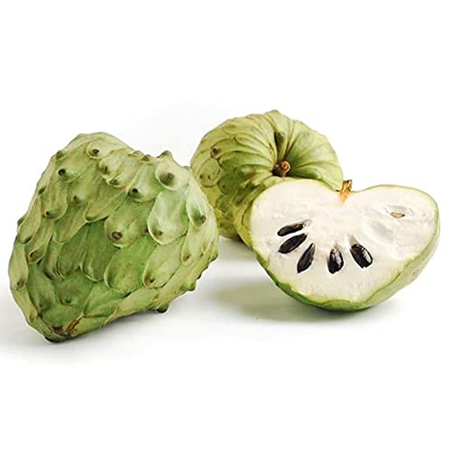 Qauzuy Garden 5 Seeds Cherimoya Custard Apple Seeds Annona Cherimola - Organic Delicious Sweet Juicy White Fleshed Tropical Exotic Fruit - Easy Grow & Harvest #TOP2