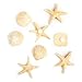 Logbuch-Verlag - 8 mini conchiglie a forma di stella marina, da 3 a 4 cm, con punto adesivo in giallo e bianco naturale, decorazione marittima estiva naturale
