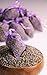 10 pcs Lavender Dry Flower 5g Organza Satchel Bags - Cozy Pouch Sachets Filled with Dried Lavender Buds - Natural Scent Fragrance for Aromatherapy-Car-Closet-Drawers-Moths-Wardrobe