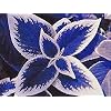 Genipap 100 Coleus Plantenzaden Blauw.