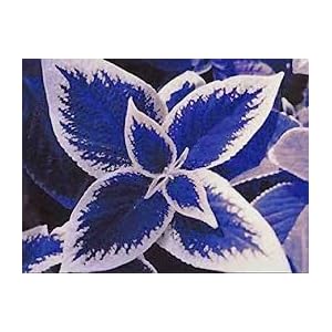 Genipap 100 Coleus Plantenzaden Blauw.