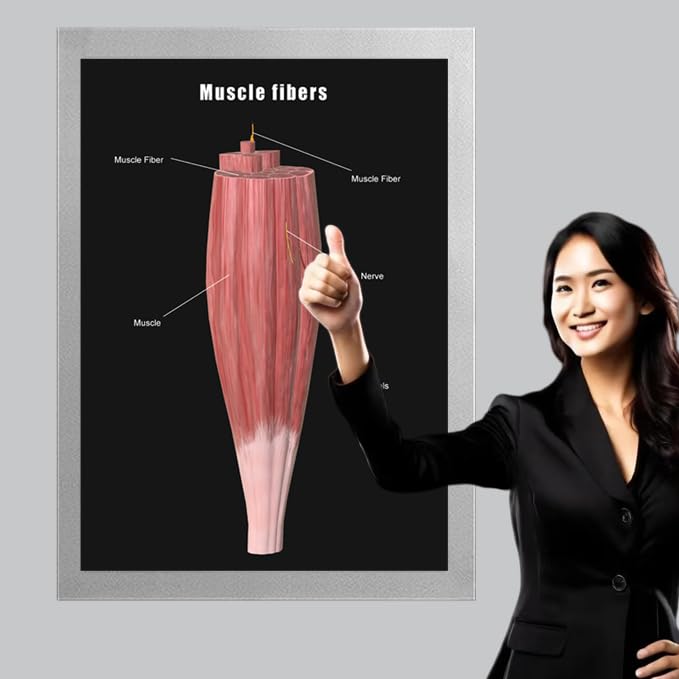 Image of Taanfu Body Educational Learning Anatomy Posters ，Muscle Fiber Art Muscle Villi Anatomy Art Poster Digestive System Organs Illustration Small Intestine Physiology Anatomy Wall Art Villi