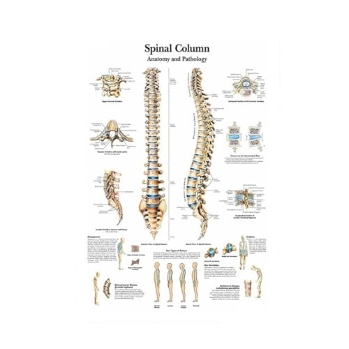 Wykres anatomiczny anatomia ludzkiego ciała medyczny plakat artystyczny obraz na płótnie ścienny do plakatów i druków dekoracyjnych domu(0003,14x21 inch Unframed)