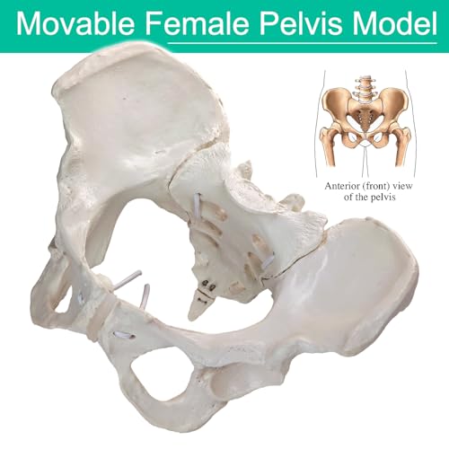 Image of Life-Size Female Pelvic Anatomy Model with Elastic Bands - Flexible Female Pelvis Model On Elastic for Medical Education, Obstetrics, and Patient Communication