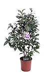 La fioritura avviene in primavera quando i boccioli si schiudono per creare fiori a rosetta di grandi dimensioni formati da numerosi petali di colore bianco con bordi e screziature fucsia. Pianta che non teme il freddo risulta ideale da coltivare sia in contenitore che in piena terra come singola o in gruppo.