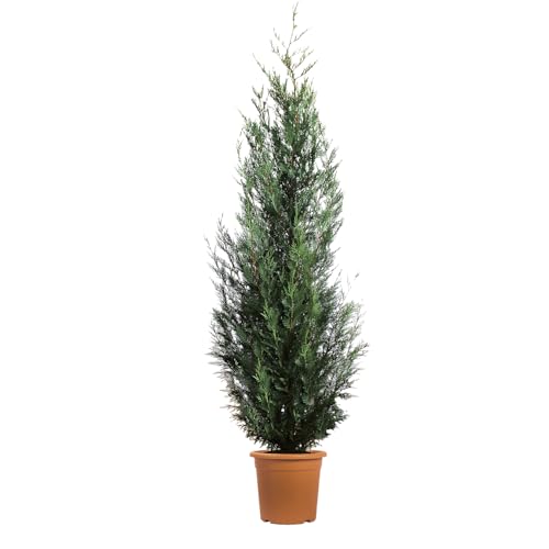 KENTIS - Cupressocyparis Leylandii Pyramidalis - Cyprès de Leyland Pyramidal - Haie Persistante d'Extérieur - H 200/220 cm Ø 30 cm