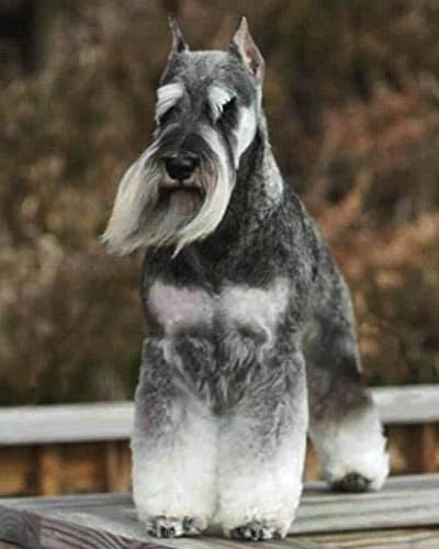 Kit de démarrage point de croix schnauzer Weiniuniu toile pré-imprimée 11CT