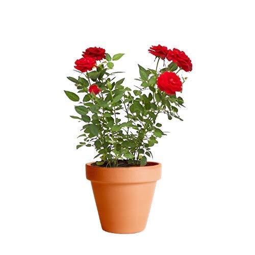 Rosal Mini Rojo con Maceta de Cerámica Planta Natural con Flor Ideal para Regalar