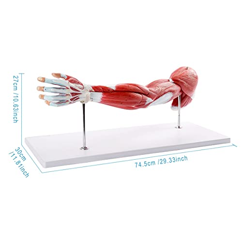 Image of Human Anatomical Muscular Arm Model, 7 Part Life Size Numbered Muscular Upper Limb Shoulder Hand Model with Removable Muscles for Medical Physiology Study Teaching Includes Stand
