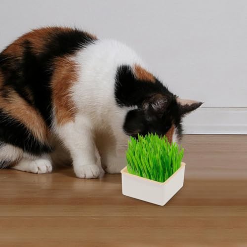 猫草植栽ボックス 3スタイル 猫草播種機 水耕栽培ボックス 猫草鉢 猫必需品無土壌猫草キット 層状水耕栽培猫植物 猫草プランター 猫のおやつ 猫草スナック 猫草ケース 植物スプラウタートレイ 猫草カップ ペット用品 小麦/猫草/マタタビ栽培トレイ (Sma