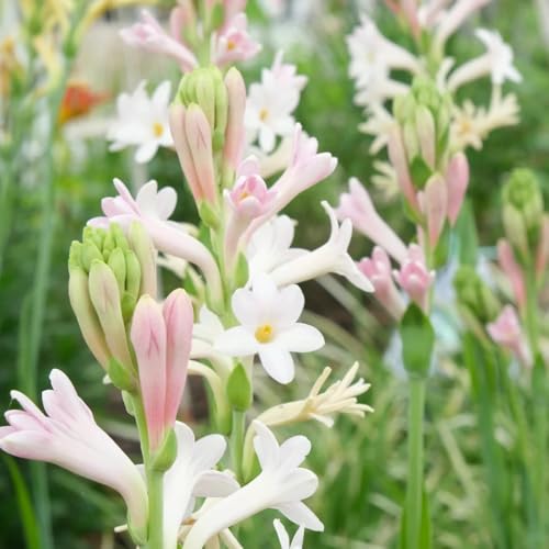 Tuberose Seeds, Cut Flower Garden Addition, Floral Arrangement Staple, Fragrance Garden Accent, Tropical Climate Companion 500pcs