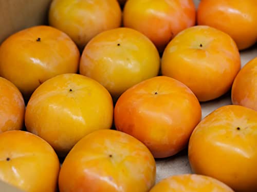 ޗǌY@xL`@10kg (Gi@M?LTCY) 42?48ʓ ӂ䂪