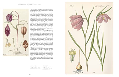 Kew: Rare Plants: The World's Unusual and Endangered Plants