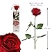 Casa Vivente Rosa Eterna Preservada Plantas Naturales Color Rojo Longitud 27,5 cm